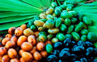 Saw Palmetto Extract