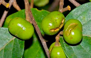 Pygeum